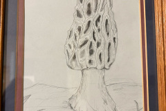 Morel pencil