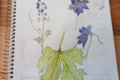 Delphinium drawings on paper