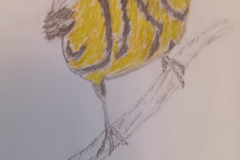 Magnolia warbler drawing