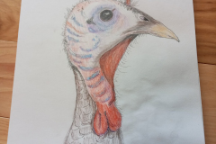 Turkey hen pencil drawing