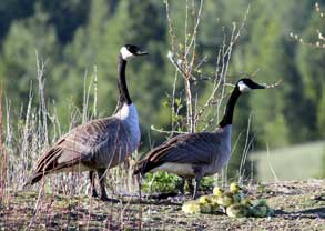 Canada Geese 9